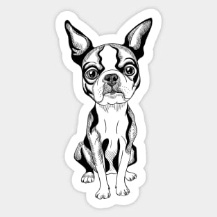 Boston Terrier Sticker